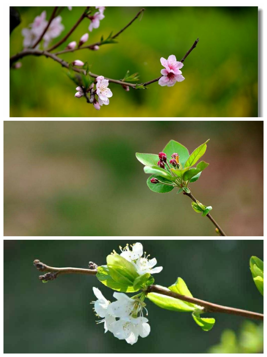 春天赏梅的优美句子_春天描写柳树的优美句子_拥抱春天的优美句子