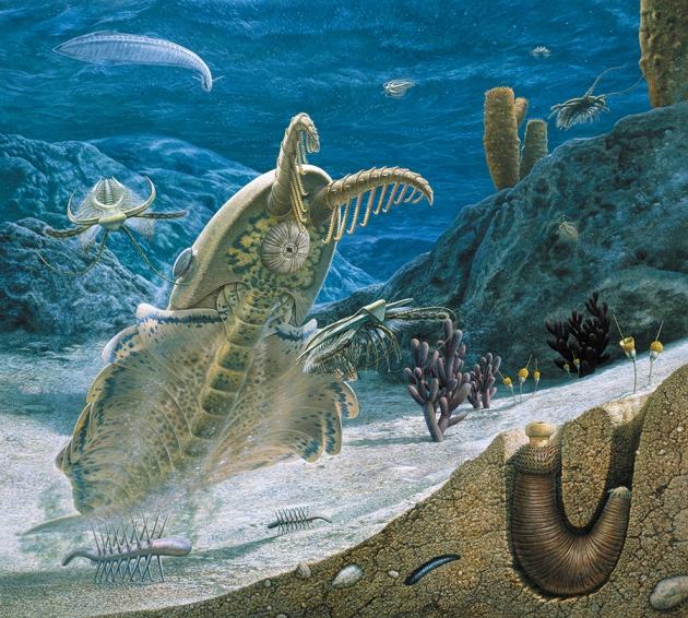 远古海洋生物化石_远古海洋动物图片大全_远古海洋生物