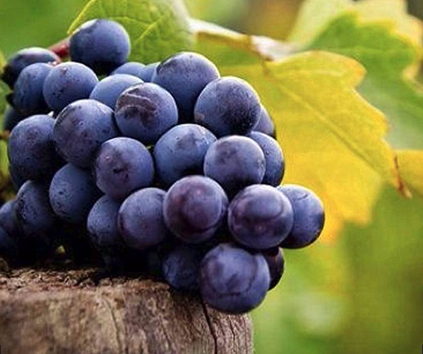 葡萄的葡组词_蛇葡干红葡萄酒价格_葡萄科技和葡乐