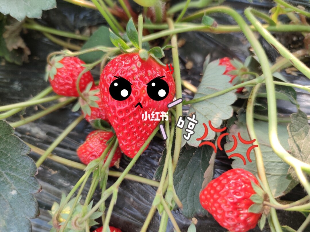 摘草莓的朋友圈说说_梦见摘别人家的草莓吃_梦见摘吃草莓