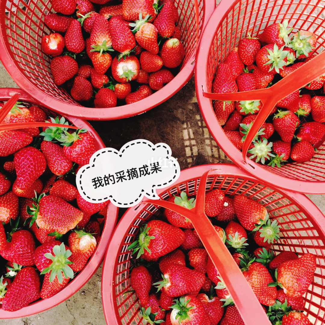 梦见摘别人家的草莓吃_摘草莓的朋友圈说说_梦见摘吃草莓
