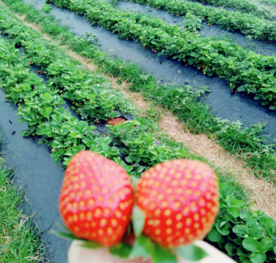 摘草莓的心情说说 摘草莓想发表一个说说怎么发好