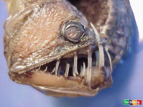 毒蛇鱼（Viper fish）