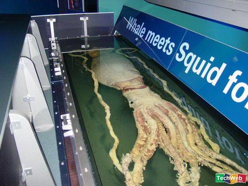巨型鱿鱼（Giant Squid）