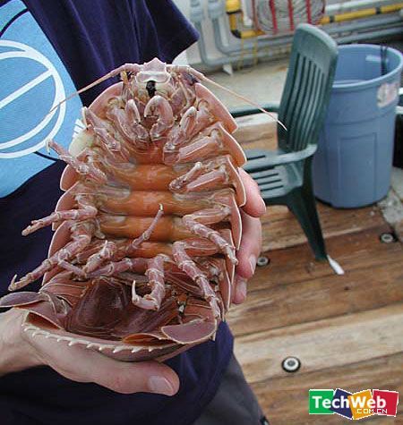 巨型深海大虱（Giant Isopod）